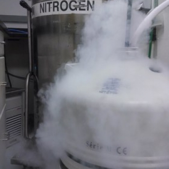 Liquid nitrogen is fun (used to cool samples in specific heat testing)